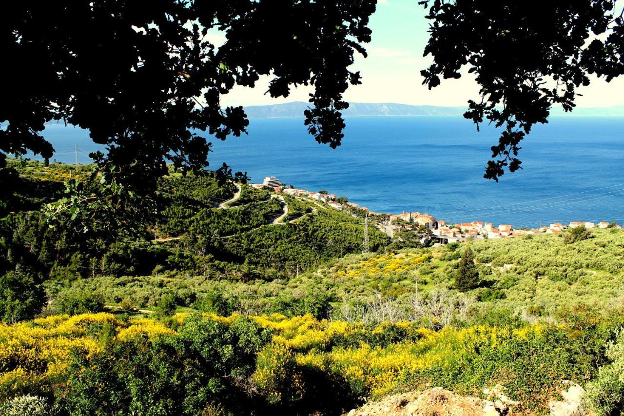 Villa " Davorka" 伯德古拉 外观 照片